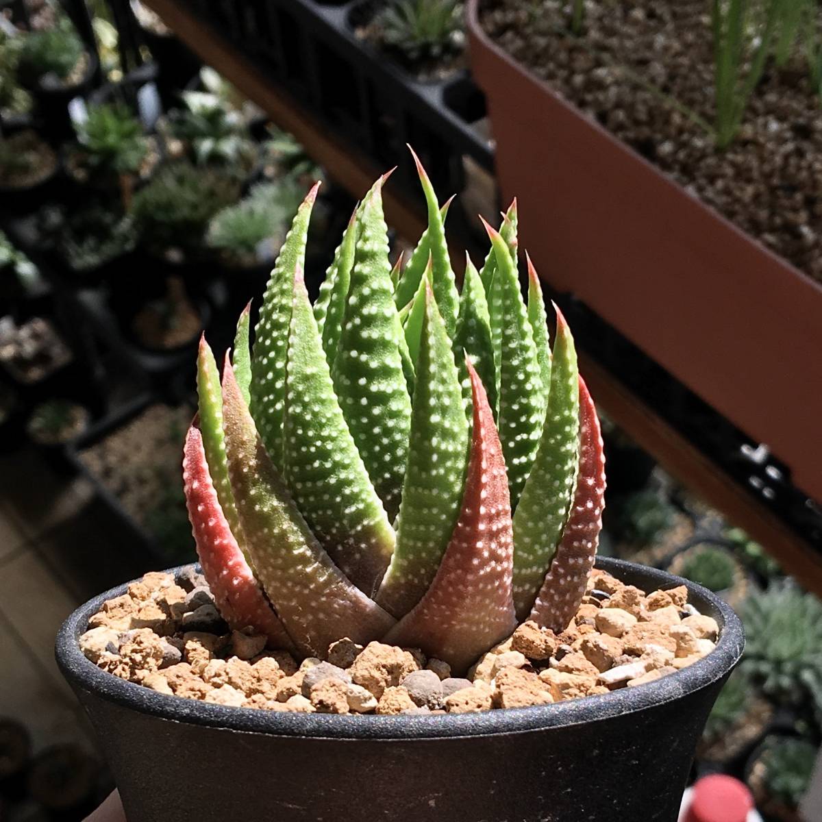 ☆ガマンマの ニク・サボ栽培☆ | : 楽天 ハオルチア キンギアナ 