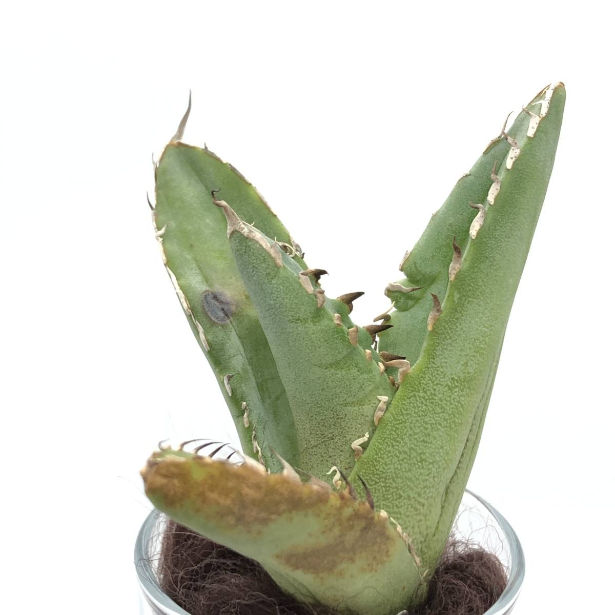 15-2 クレイジー Crazy アガベ チタノタ Agave Titanota チタノータ