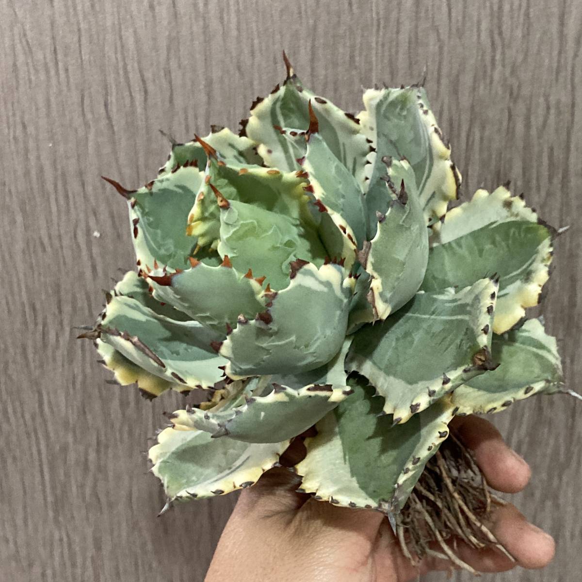 P65-13 特選 アガベ 多肉植物 王妃兜蟹錦 黄覆輪 極上株 包葉