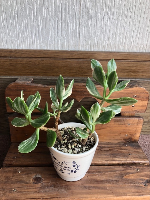 金のなる木 花月錦 抜き苗 金のなる木 黄金花月