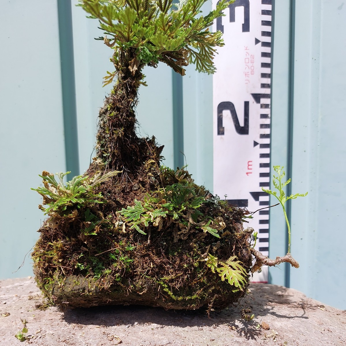 自然石付き岩松　盆栽　年代物　苔盆栽 直ぐ苔の着く軽石☆岩松.イワヒバ☆小品☆⑩(盆栽)｜売買された