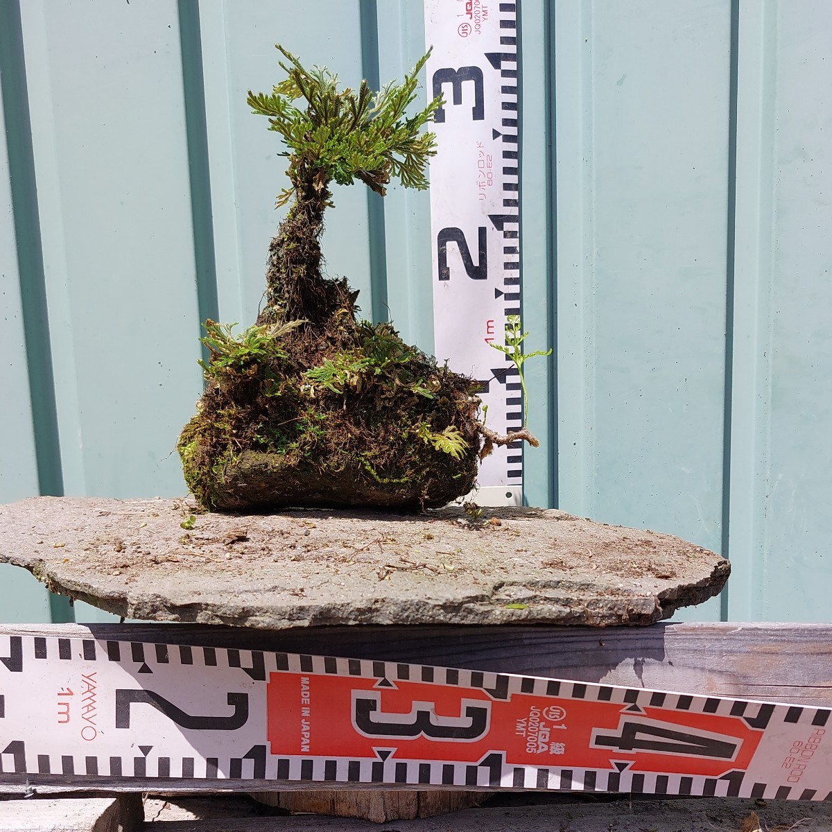 直ぐ苔の着く軽石☆岩松.イワヒバ☆小品☆⑩(盆栽)｜売買された