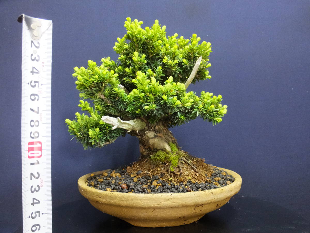 伊豆盆栽＞”一位”小品盆栽用素材“極太古樹模様木仕立て樹高18cm盆栽一 
