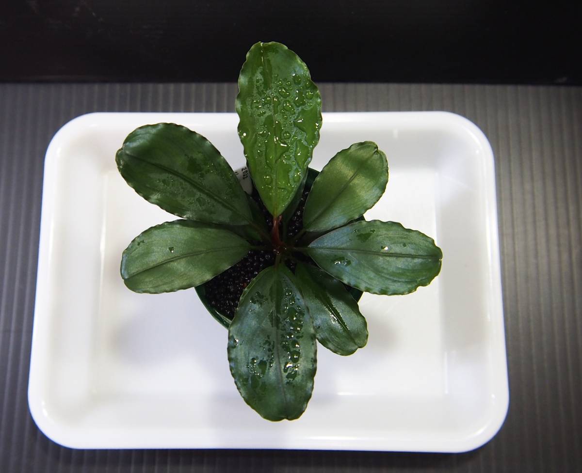 ブセファランドラ sp TheIA from Sg Seraya Gn Burus Daerah Sekadau