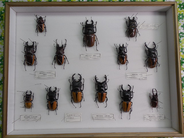 昆虫標本（展示品として使用）2