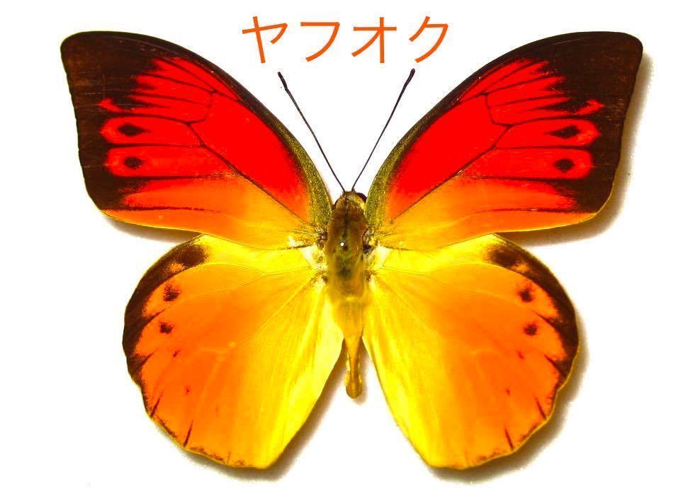 極上品！デタニツマベニチョウ・蝶標本 自然雑交デタニヒイロツマベニ