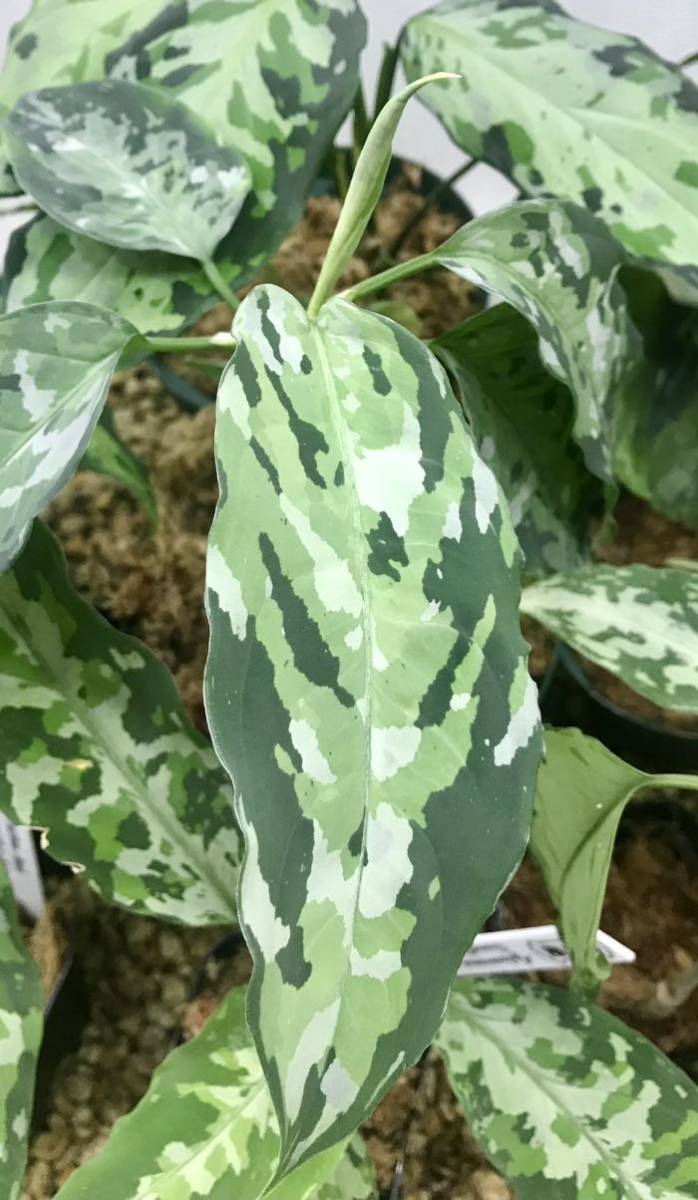 5. Aglaonema pictum Aceh Sumatra T-300919 C産地　株No.F-004 アグラオネマ　スマトラ本島産