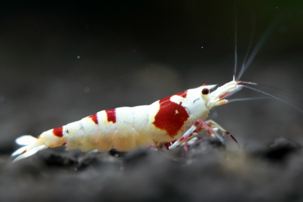 ☆Red Star Shrimp☆♀2♂1の出品　発送日は１５日限定②