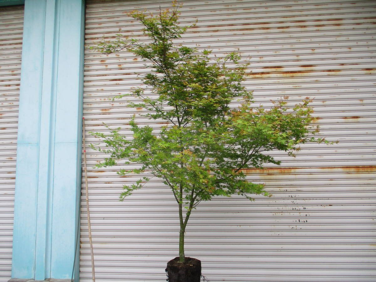 花梨 玉杢 葡萄杢 瘤 花台 香台 盆栽台 平台 特大高級花梨材 花梨 玉杢