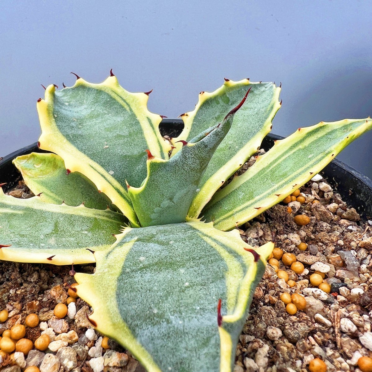 B8 多肉植物アガベ フェロックス錦 鮮明錦 極上錦 黄覆輪斑 極上明黄斑