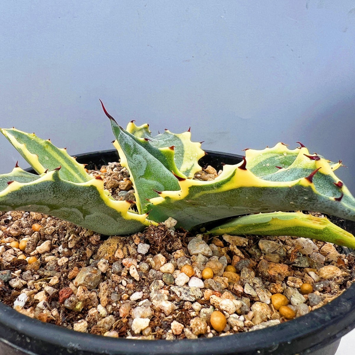 アガベ　フェロックス覆輪斑 B8 多肉植物アガベ フェロックス錦 鮮明錦 極上錦 黄覆輪斑 極上明黄斑
