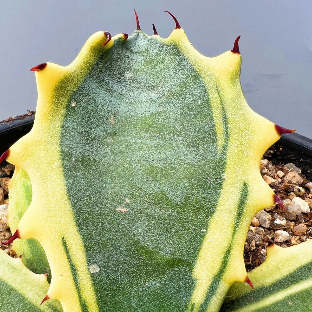 B8 多肉植物アガベ フェロックス錦 鮮明錦 極上錦 黄覆輪斑 極上明黄斑
