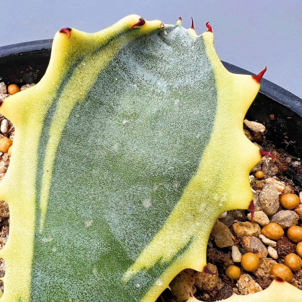 B8 多肉植物アガベ フェロックス錦 鮮明錦 極上錦 黄覆輪斑 極上明黄斑