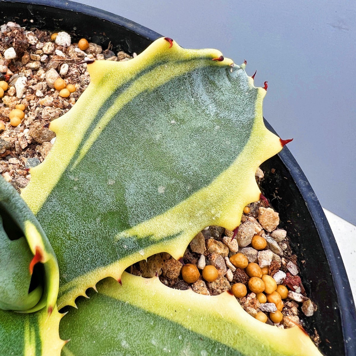 B8 多肉植物アガベ フェロックス錦 鮮明錦 極上錦 黄覆輪斑 極上明黄斑