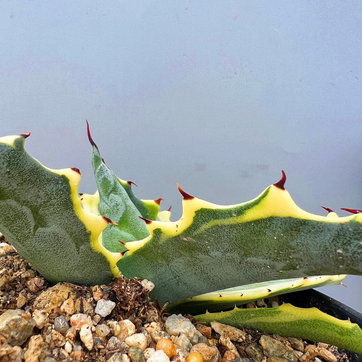 B8 多肉植物アガベ フェロックス錦 鮮明錦 極上錦 黄覆輪斑 極上明黄斑