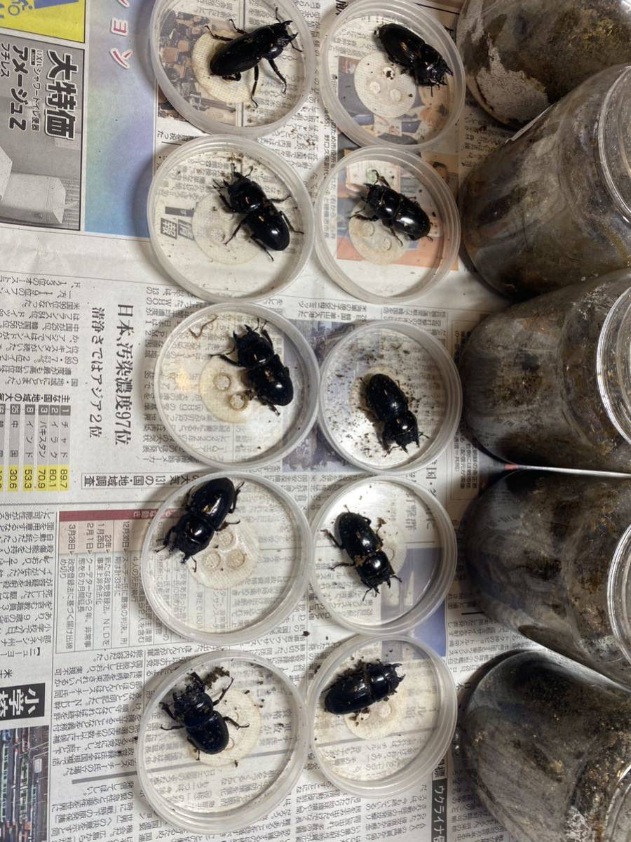 雌10匹　47.0〜49.2 スマトラオオヒラタ　アチェ産 イベント等