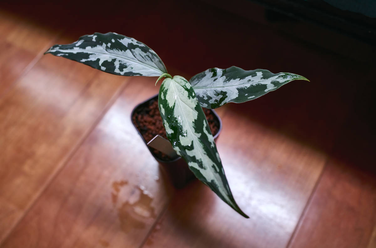 Aglaonema pictum A“氷肌玉骨”【LA0816-03j】 Aglaonema pictum A “氷