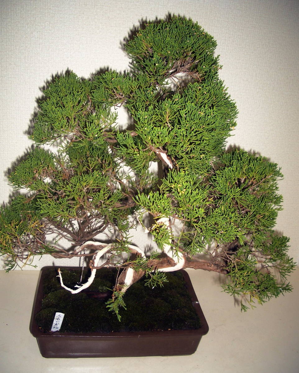 ★SS1松柏盆栽・盆栽・真柏・貴風模様木、糸魚川真柏・全長55 ㎝ 