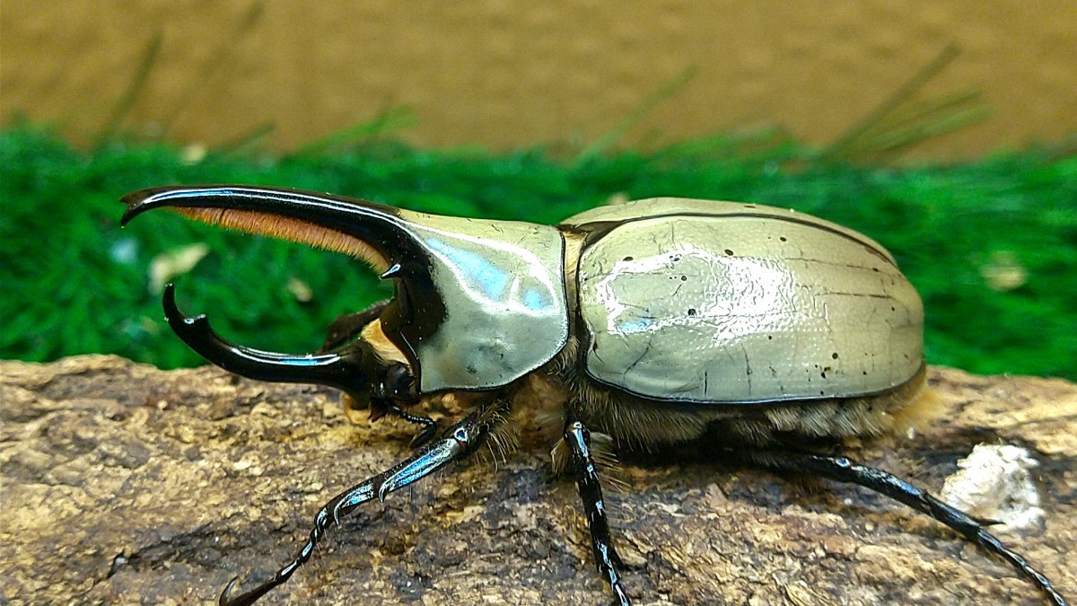 採集兵器グラントシロカブトペア ♂68mm ♀47mm 4⁄17-5 公式