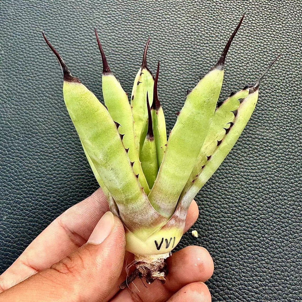 アガベ 多肉植物 激レア高級品種 Yahoo!オークション - 黒い森です