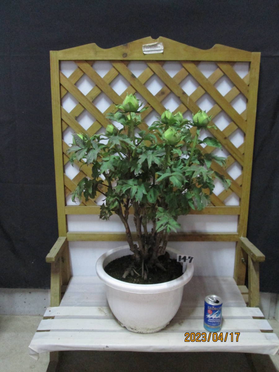 ☆大株☆春咲き牡丹 №１４７ 『島美人』