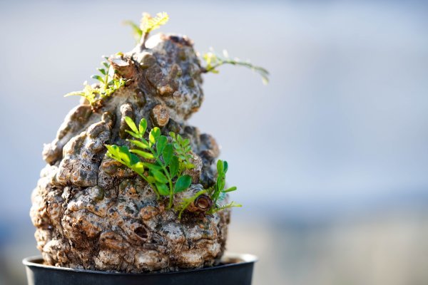 オペルクリカリア パキプス 発根済 人気のミニサイズ塊根植物