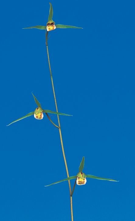 M-１０３：日向寒蘭・登録品、一天