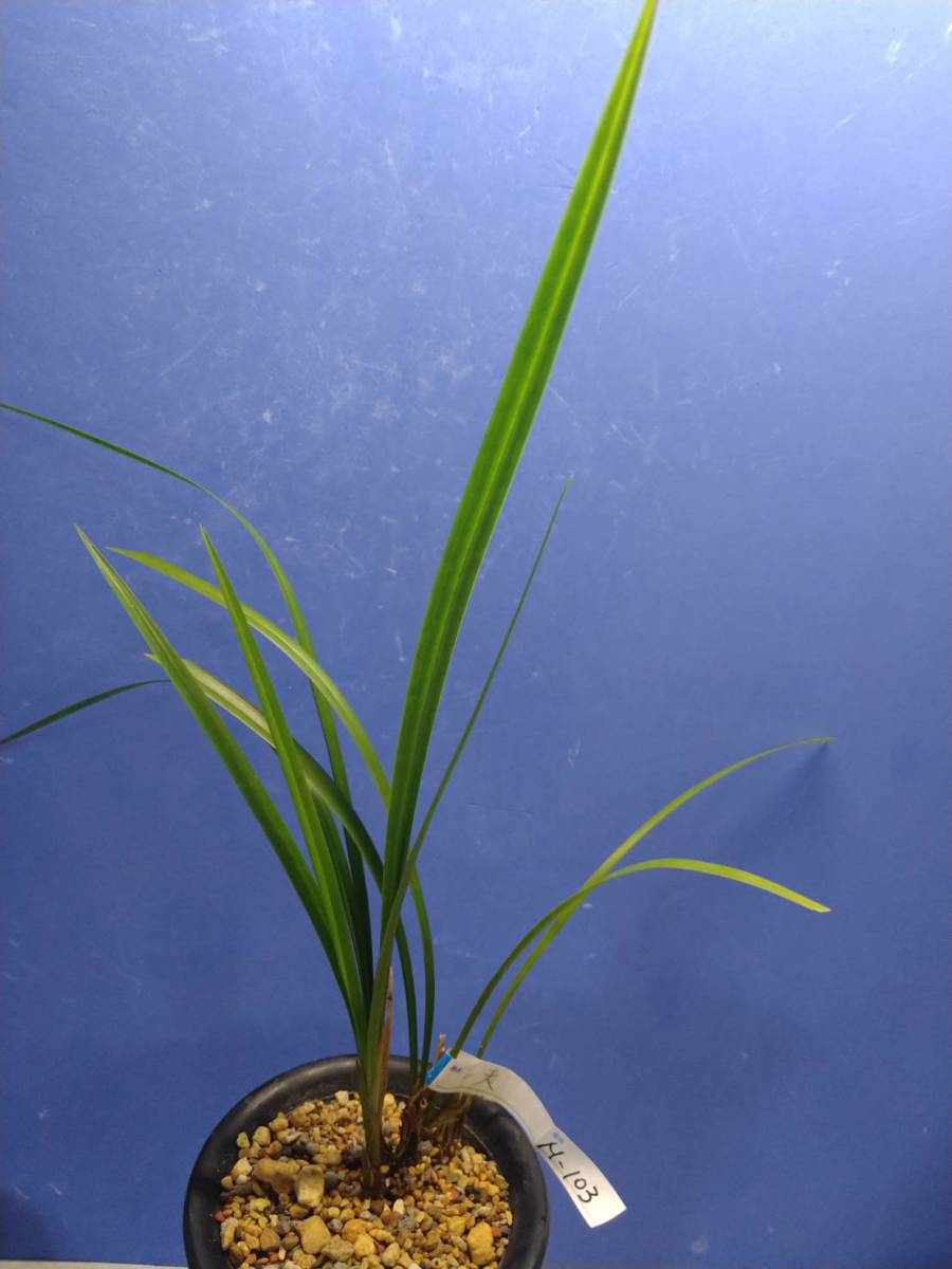 M-１０３：日向寒蘭・登録品、一天