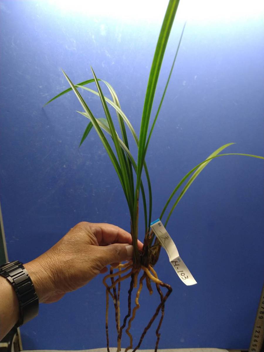 M-１０３：日向寒蘭・登録品、一天