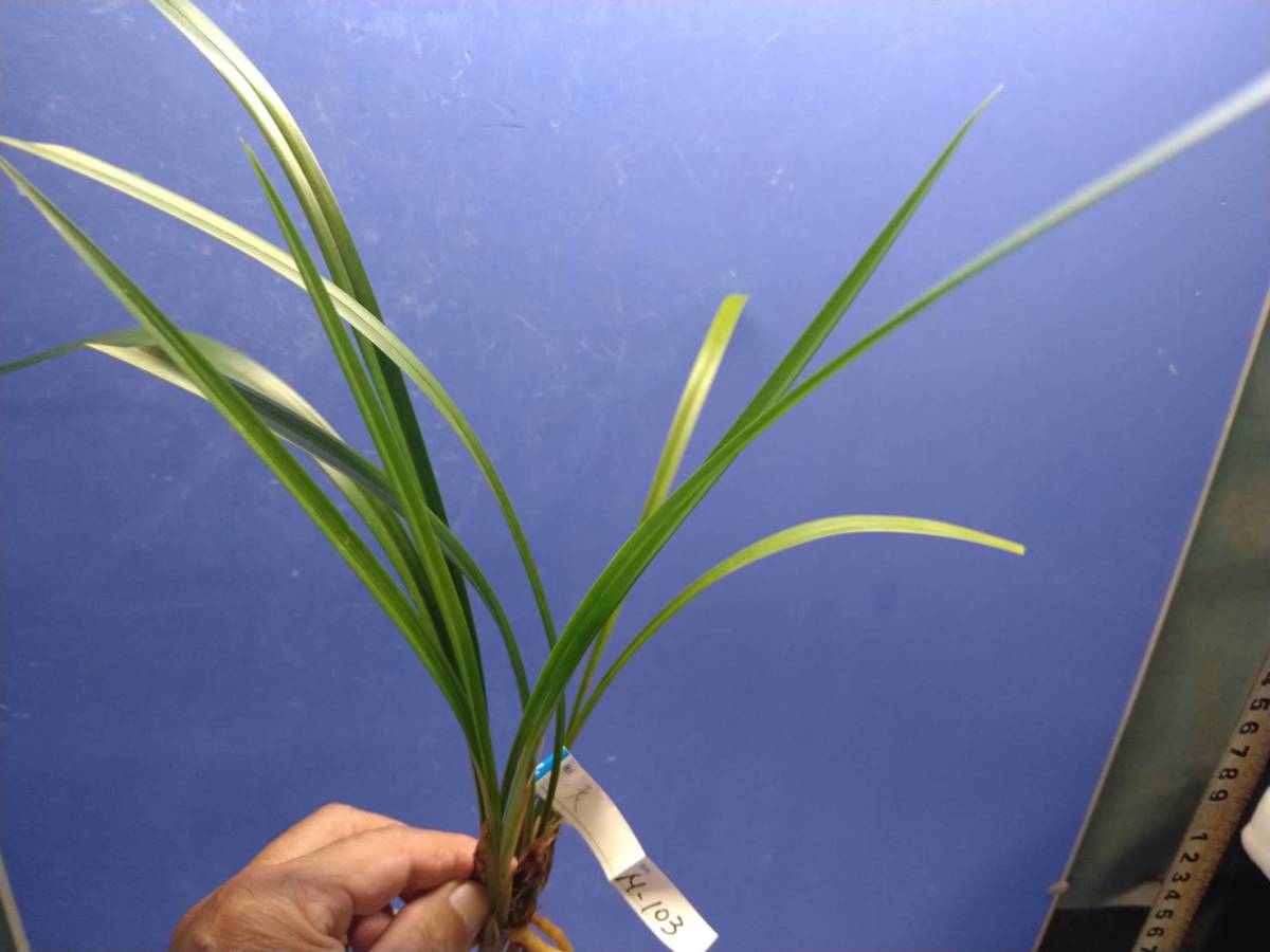 M-１０３：日向寒蘭・登録品、一天