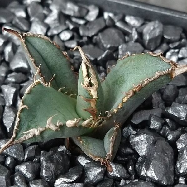 極上　アガベ チタノタ ノーネーム 子株　強棘　白棘　裏棘　Agave F4620】SS級極上白棘！！【超希少 チタノタ】強棘選抜！ アガベ