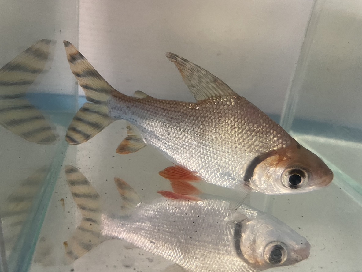 ☆カラープロキロダス☆カラプロ☆プロキロ☆約13センチ☆