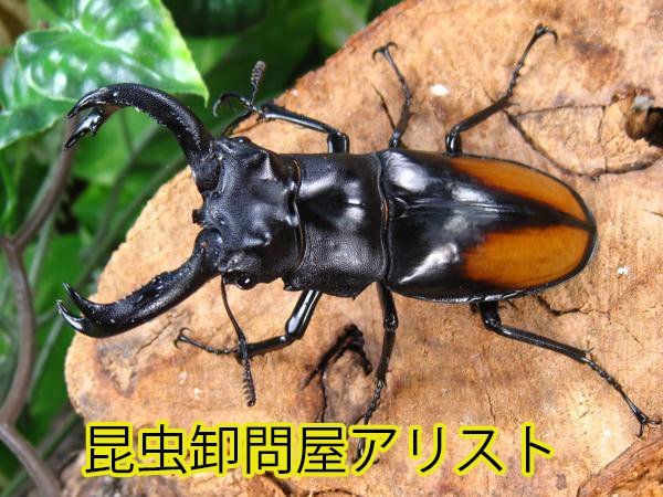 オス単品・パリーフタマタ/セアカフタマタクワガタ♂70ミリ～♂72ミリ・昆虫卸問屋アリスト・WD・成虫