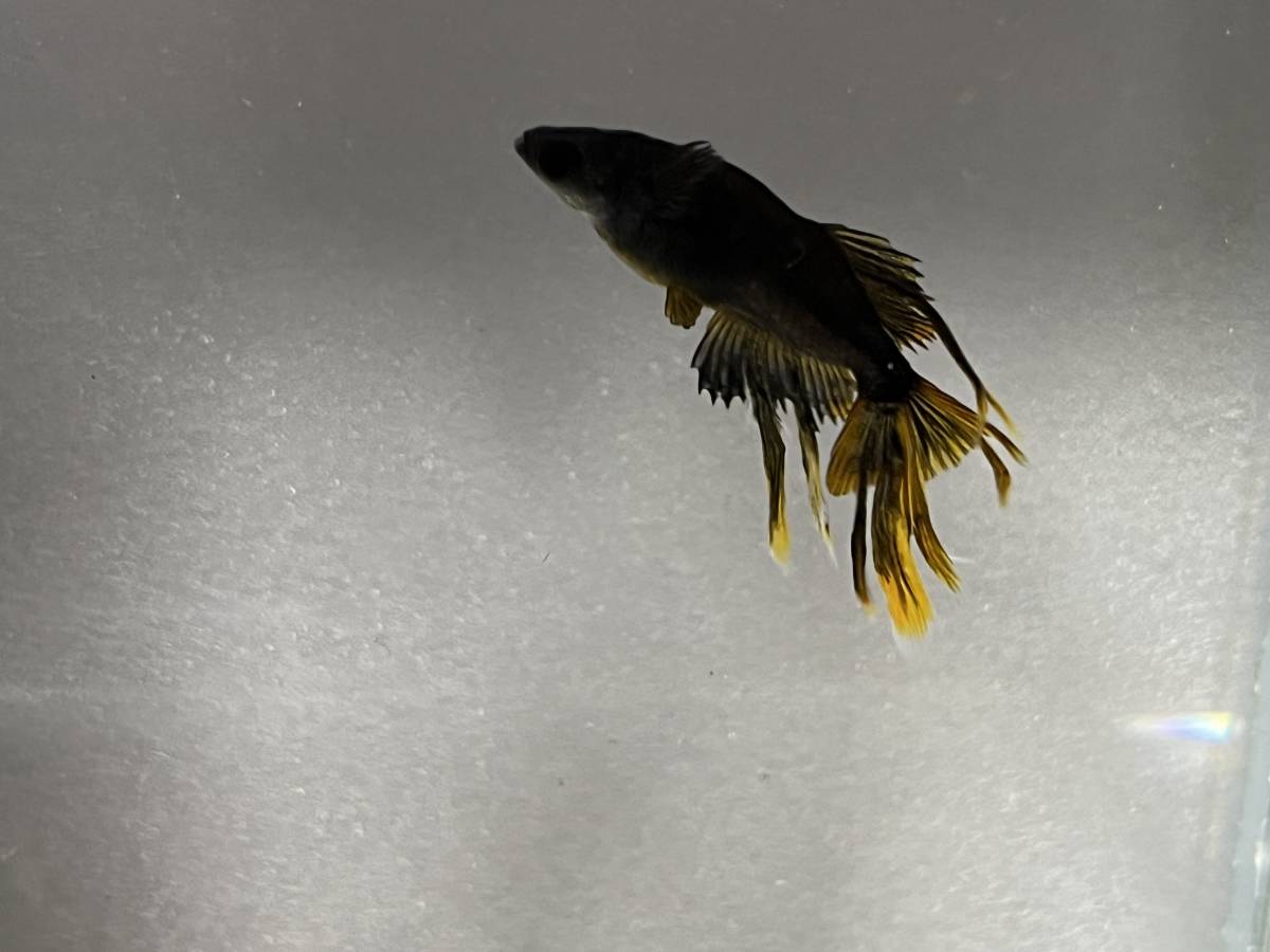 舞風めだか様直系　阿形から生まれた1ペア　綺麗にヒレが伸びております　現物　生後3ヶ月程度　種親出品