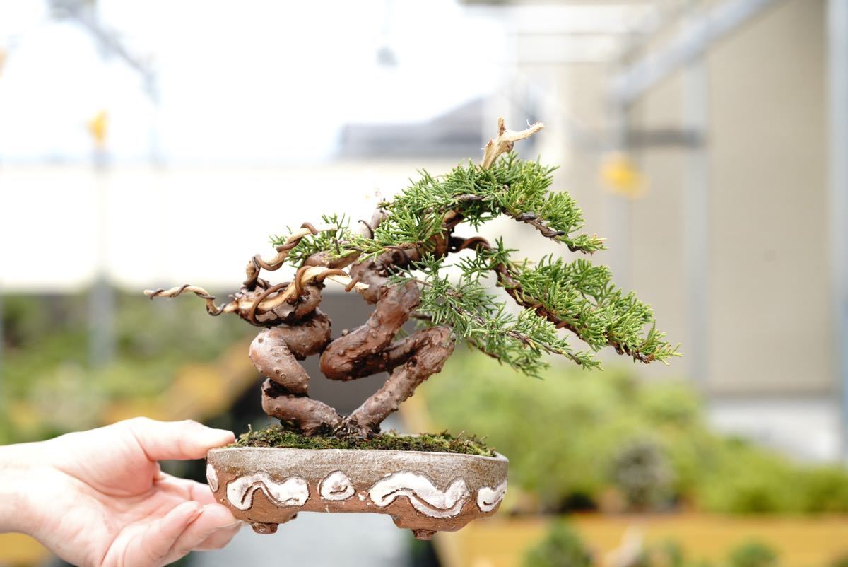 三河黒松 豆盆栽 樹高9cm 【公式通販】