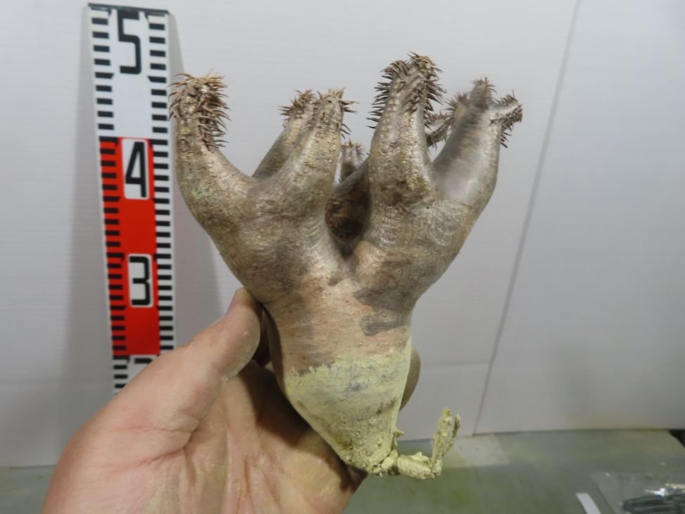 メ297 「塊根植物」パキポディウム ブレビカリックス　小　抜き苗【/最新到着・マダガスカル・Pachypodium brevicalyx】