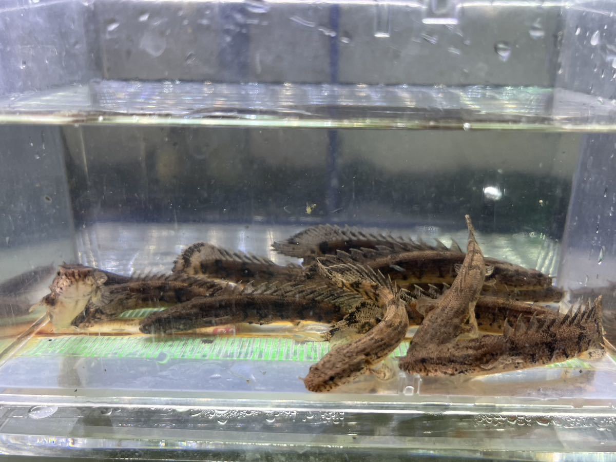 6-8センチ エンドリケリー13匹セット