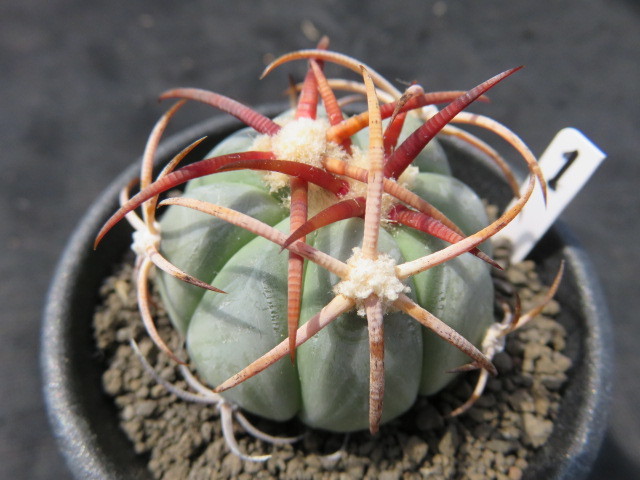 ＜サボテン・多肉植物＞　選抜　太刺花王丸①