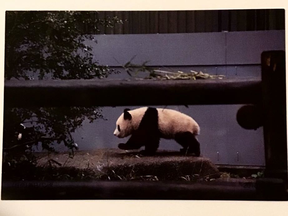 ☆入手難☆動物写真家撮影 パンダポストカード シール 中国パンダ保護
