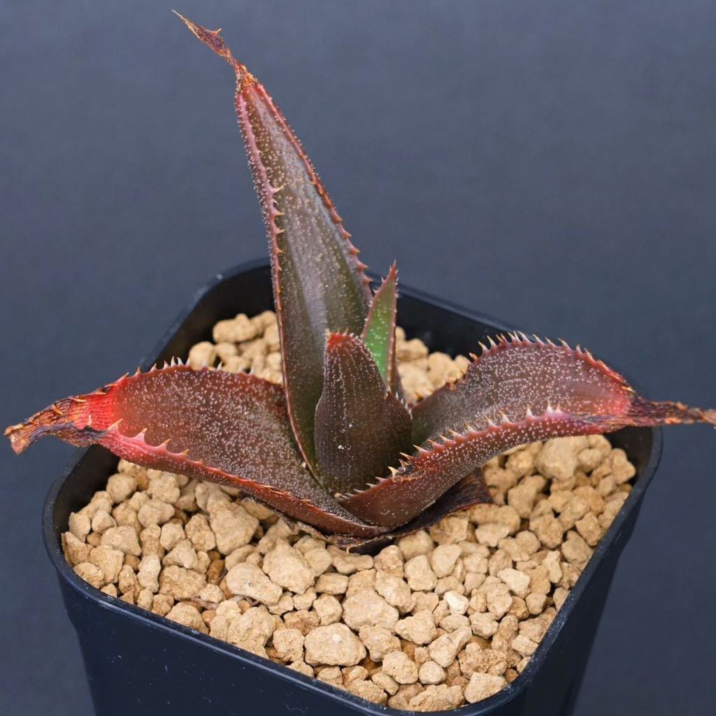aloe thorncroftii アロエ ソーンクロフティ 実生(アロエ)｜売買された 