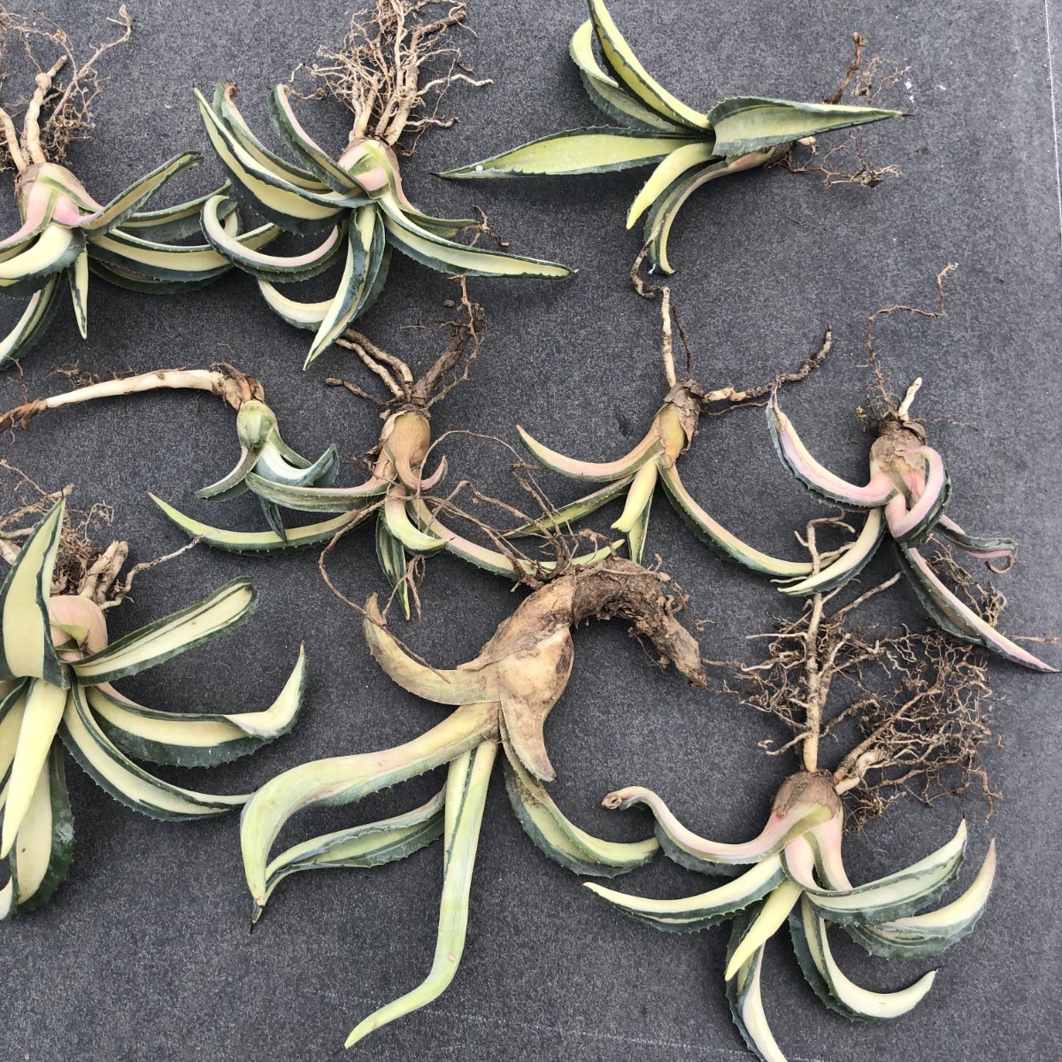 100％正規品ですので安心 多肉植物 アガベ アメリカーナ 華厳黄中斑