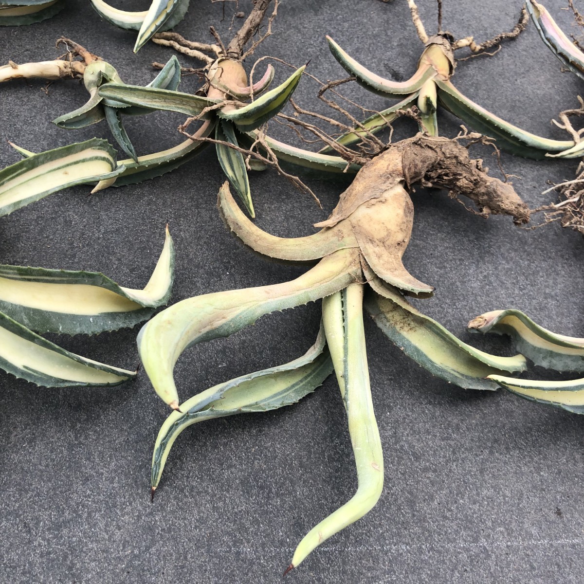 100％正規品ですので安心 多肉植物 アガベ アメリカーナ 華厳黄中斑