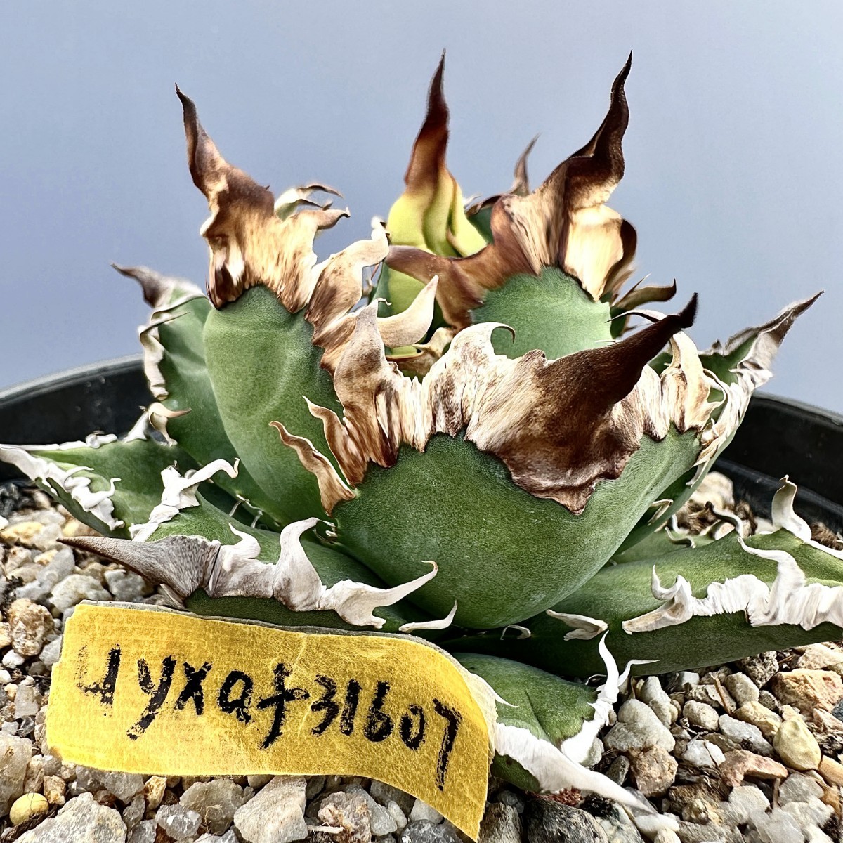 オアハカ　子株 801 アガベ チタノタ 南アフリカダイヤモンド 子株 狂棘 検) シーザー