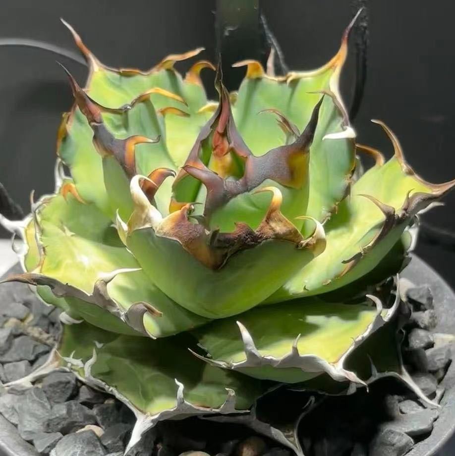 発根済 ケファロペンタンドラ エキローサ 大株 コーデックス 塊根植物