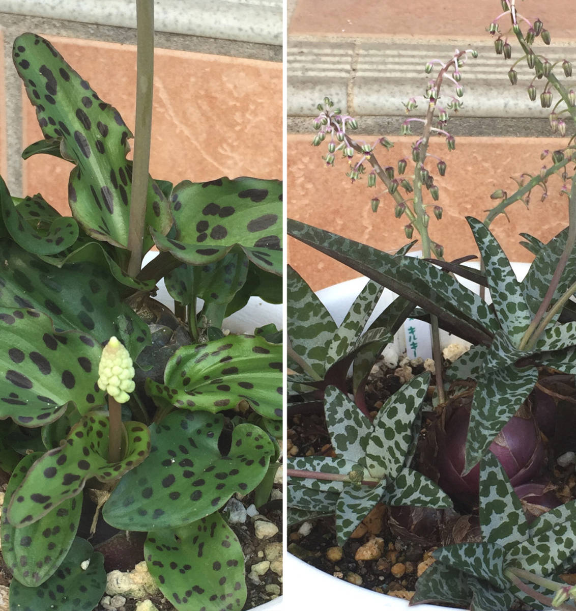 球根植物 ドリミオプシス-マクラータ ＆キルキー２種セット_1