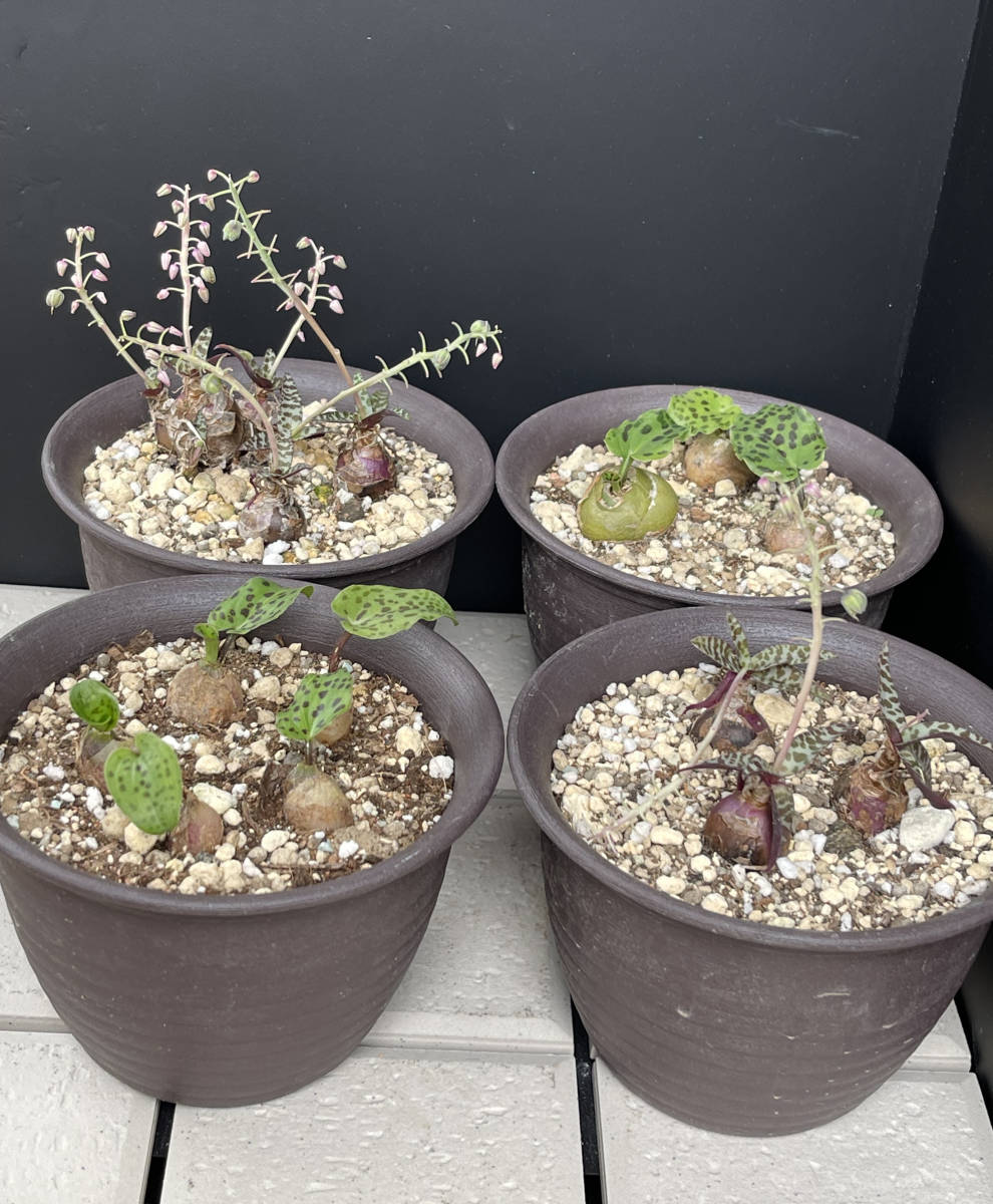 球根植物 ドリミオプシス-マクラータ ＆キルキー２種セット_4