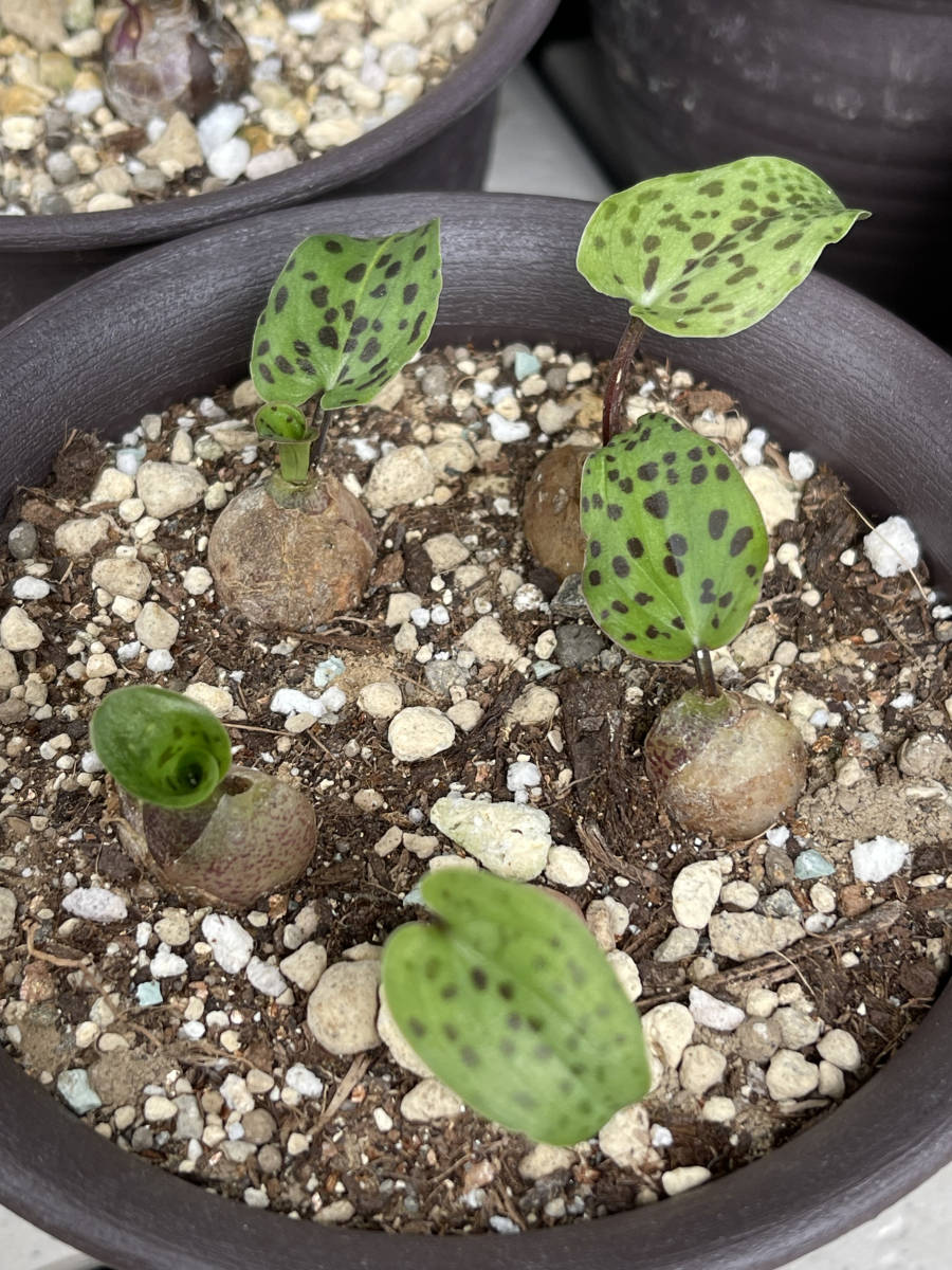 球根植物 ドリミオプシス-マクラータ ＆キルキー２種セット_5