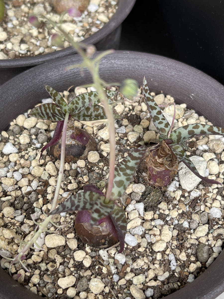 球根植物 ドリミオプシス-マクラータ ＆キルキー２種セット_6