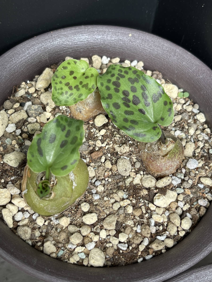 球根植物 ドリミオプシス-マクラータ ＆キルキー２種セット_7