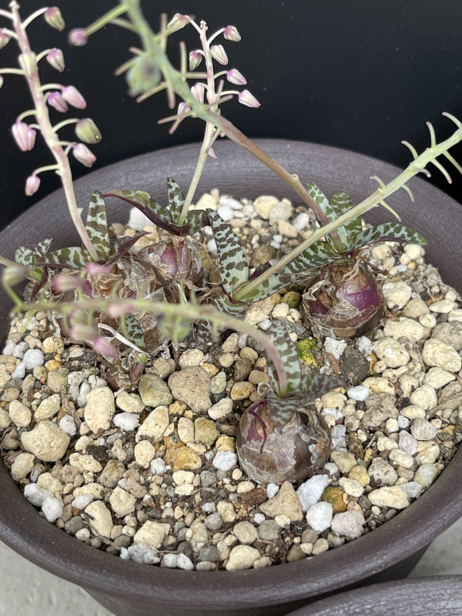 球根植物 ドリミオプシス-マクラータ ＆キルキー２種セット_8